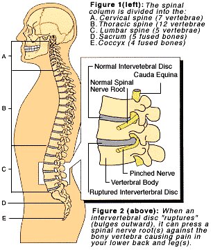 Spinal Cord