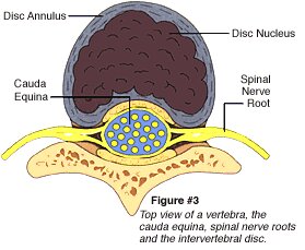 Vertebra