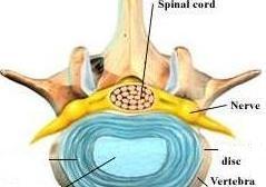 Spinal Cord Picture