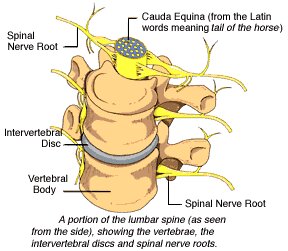 Lumbar Spine